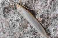 Eilema caniola