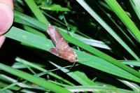Xestia xanthographa