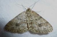 Ectropis crepuscularia