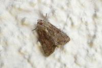 Mesoligia furuncula