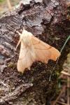 Ennomos erosaria
