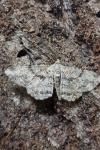 Peribatodes rhomboidaria rhomboidaria