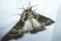 Polyploca ridens