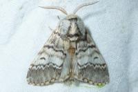 Drymonia ruficornis