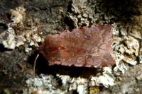 Cerastis rubricosa