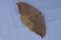 Watsonalla binaria