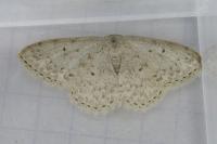 Scopula marginepunctata