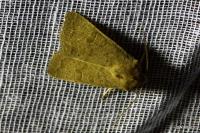 Hoplodrina ambigua