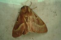 Lasiocampa trifolii trifolii