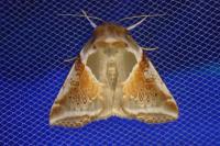 Habrosyne pyritoides