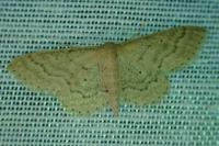 Idaea sylvestraria