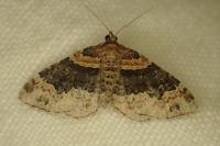 Xanthorhoe ferrugata