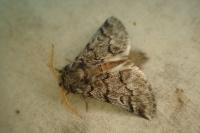 Thaumetopoea pityocampa