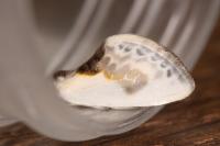 Cilix glaucata
