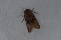 Orthosia gothica
