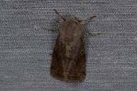 Orthosia incerta