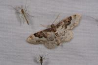 Idaea rusticata
