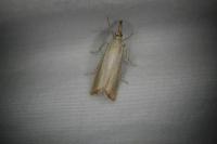 Agriphila straminella