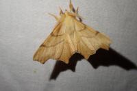 Ennomos erosaria
