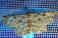 Peribatodes rhomboidaria rhomboidaria