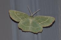 Thalera fimbrialis