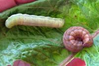Trachea atriplicis
