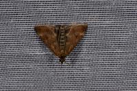 Pyrausta despicata