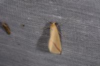 Rhodometra sacraria