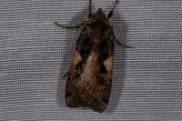 Xestia c-nigrum