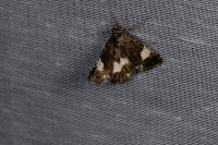 Tyta luctuosa