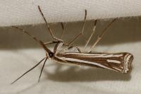 Ancylolomia tentaculella