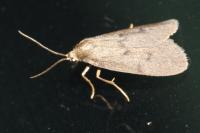 Apaidia mesogona