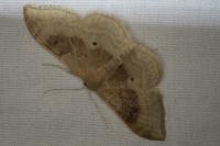 Idaea degeneraria