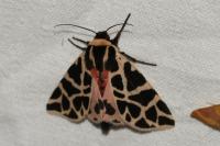 Cymbalophora pudica