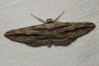 Ecleora solieraria