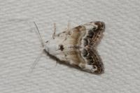 Nola infantula