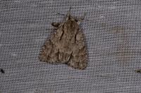 Acronicta psi/tridens