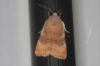 Noctua janthe/janthina