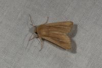 Mythimna litoralis