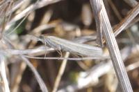 Agriphila tristella