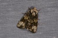Craniophora ligustri
