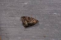Deltote pygarga