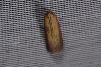 Oncocera semirubella