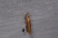 Agriphila tristella