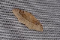 Idaea degeneraria