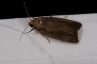 Proxenus hospes