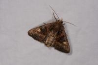 Euplexia lucipara