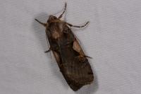 Xestia c-nigrum