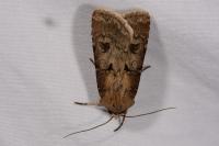 Agrotis exclamationis exclamationis