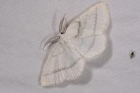 Cabera pusaria